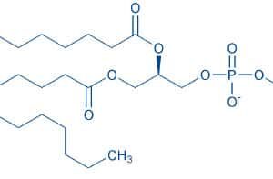 1,2-Dipalmitoyl-sn-glycero-3-phosphocholine